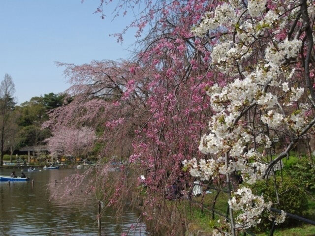 千葉公園の桜 花見特集21