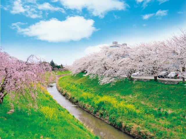 茂原公園の桜 花見特集21