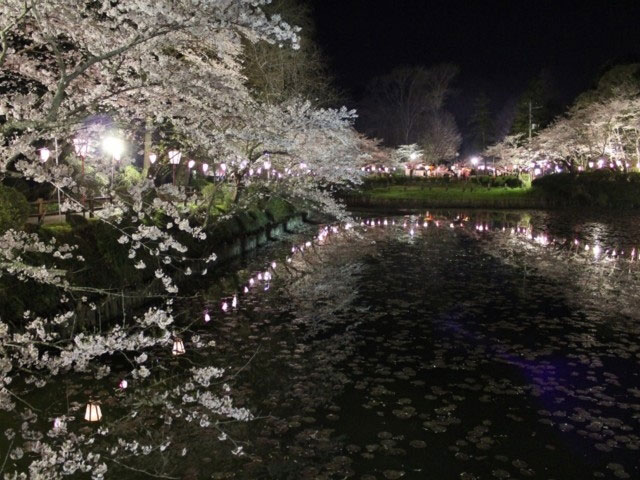 茂原公園の桜 花見特集21