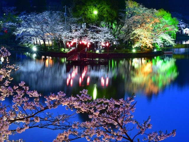 八鶴湖の桜 花見特集21