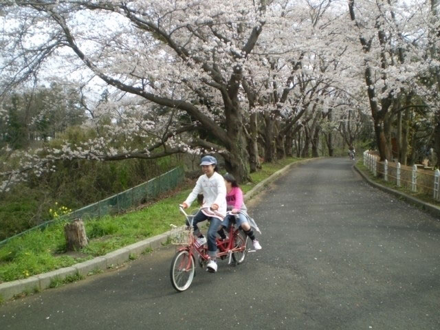 千葉こどもの国 キッズダムの桜 花見特集21