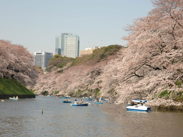 千鳥ヶ淵緑道の桜 花見特集21