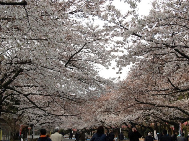 上野恩賜公園の桜 花見特集21