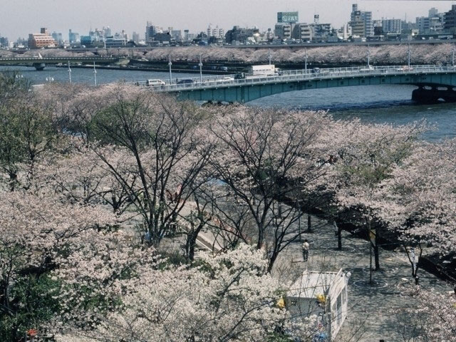 隅田公園 台東区側 の桜 花見特集21