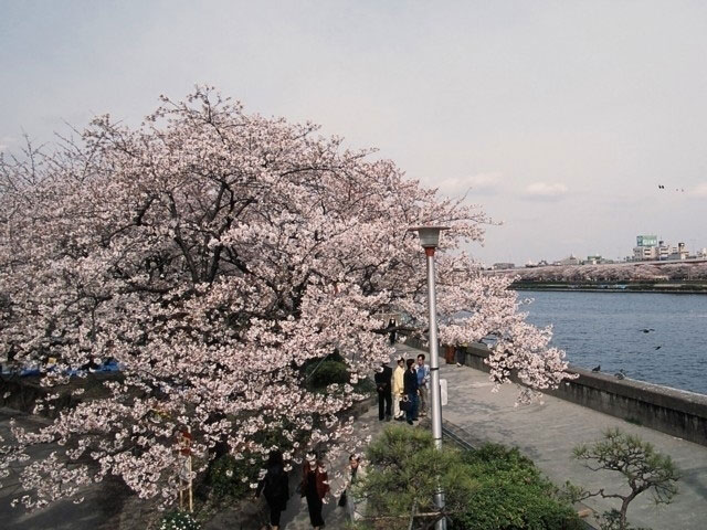 隅田公園 台東区側 の桜 花見特集21