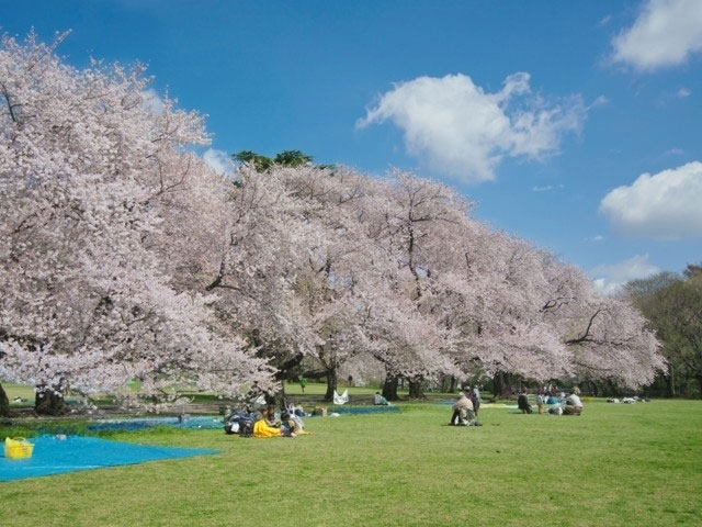 砧公園の桜 花見特集21