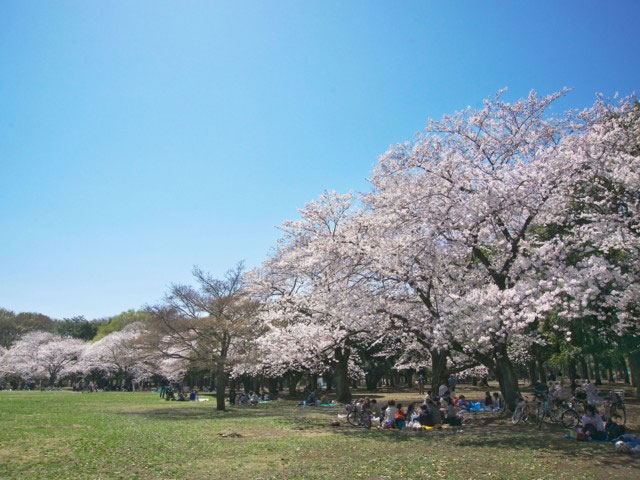 代々木公園の桜 花見特集21