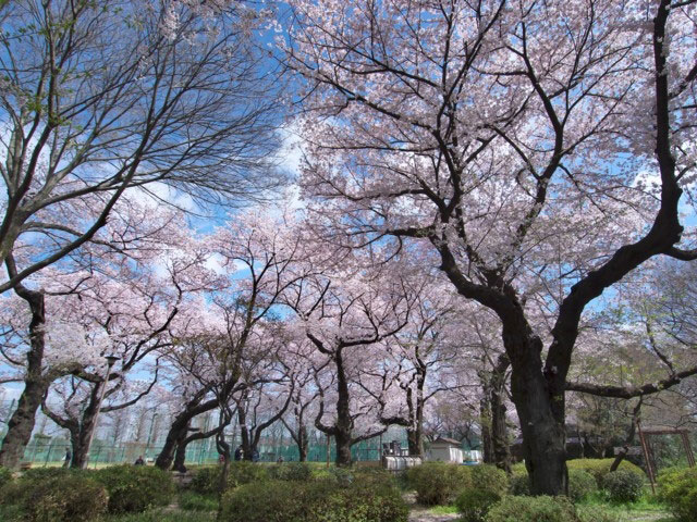 石神井公園の桜 花見特集21