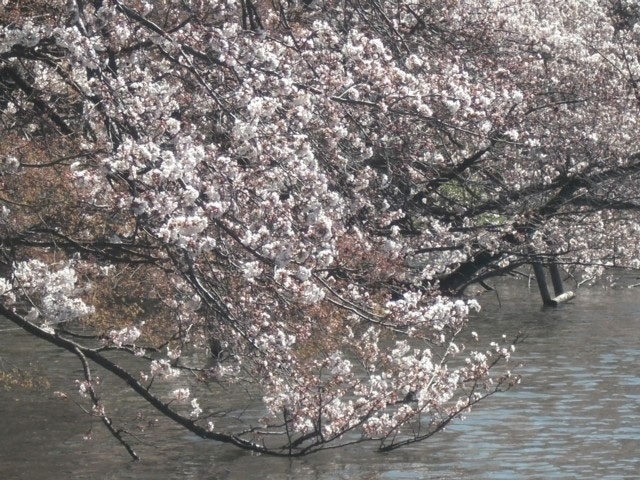 井の頭恩賜公園の桜 花見特集21