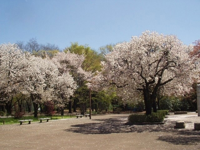 都立武蔵野公園の桜 花見特集21
