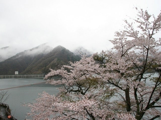 奥多摩湖の桜 花見特集21