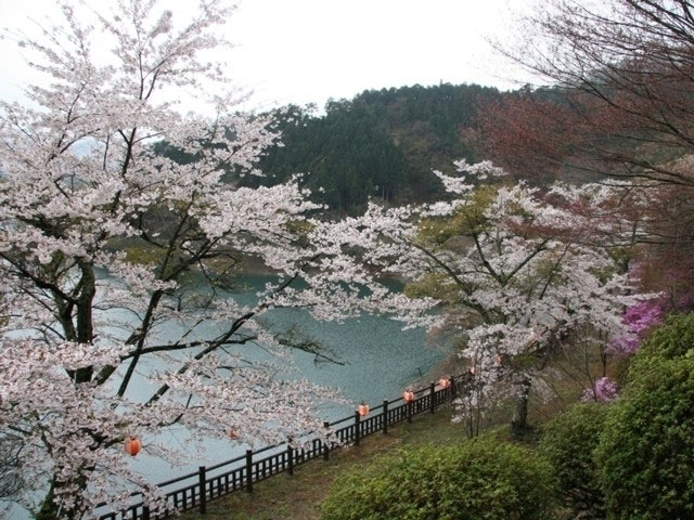 奥多摩湖の桜 花見特集21