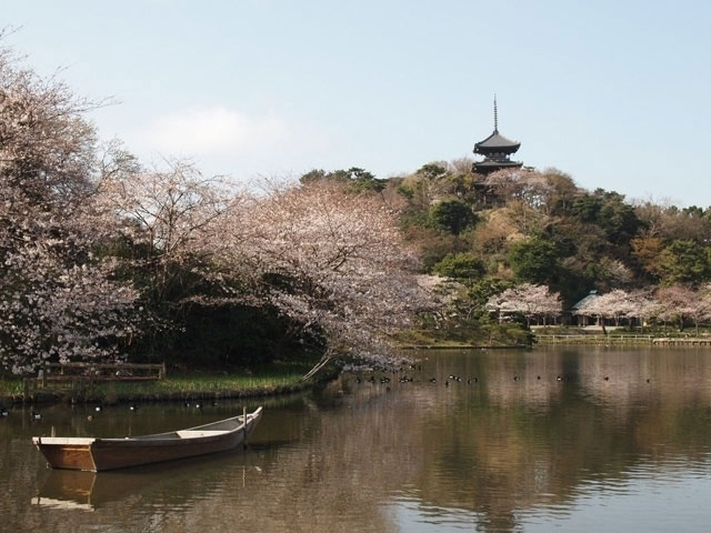 三溪園の桜 花見特集21