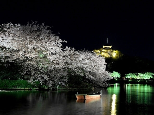 三溪園の桜 花見特集21