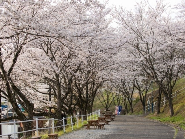 さがみ湖リゾート プレジャーフォレストの桜 花見特集21