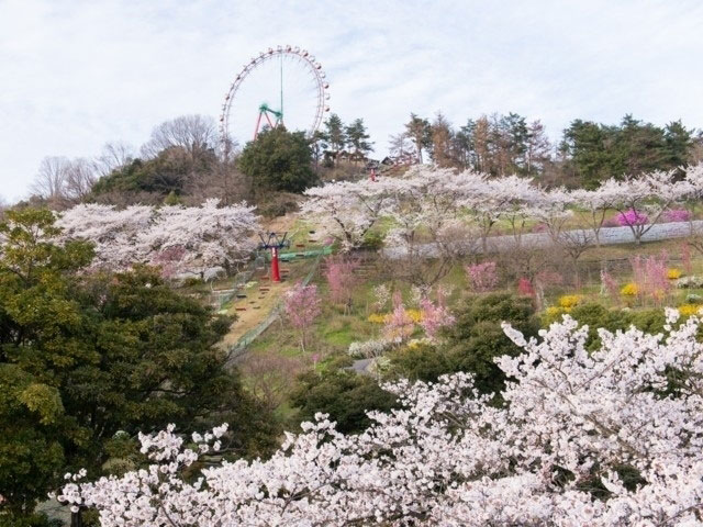 さがみ湖リゾート プレジャーフォレストの桜 花見特集21