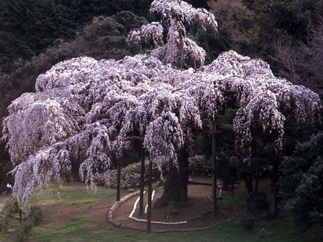 長興山のしだれ桜 花見特集21