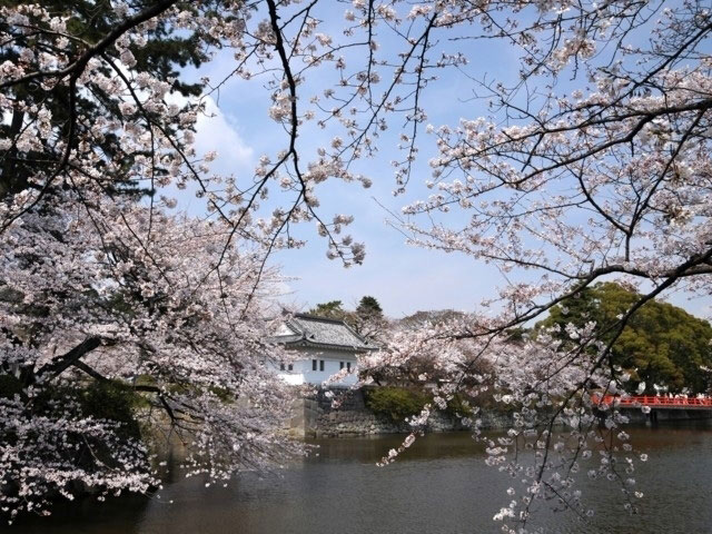 小田原城址公園の桜 花見特集21