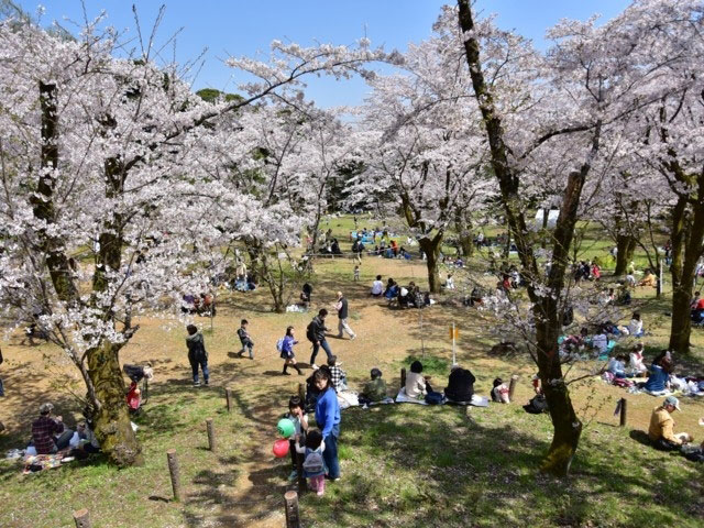 飯山白山森林公園の桜 花見特集21