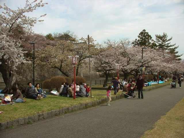 新発田城址公園の桜 花見特集21