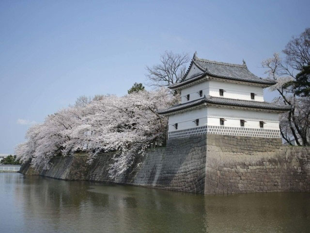 新発田城址公園の桜 花見特集21