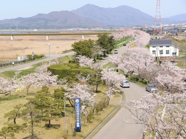 大河津分水桜並木 花見特集21