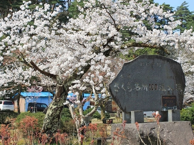 村松公園の桜 花見特集21