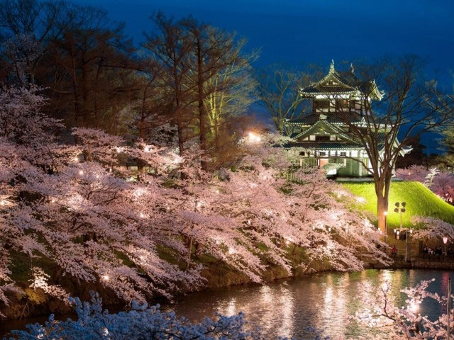 高田城址公園の桜 花見特集21