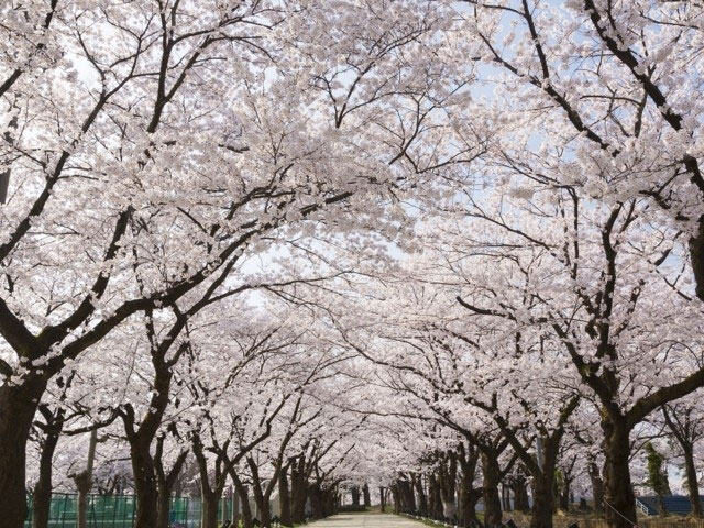 高田城址公園の桜 花見特集21