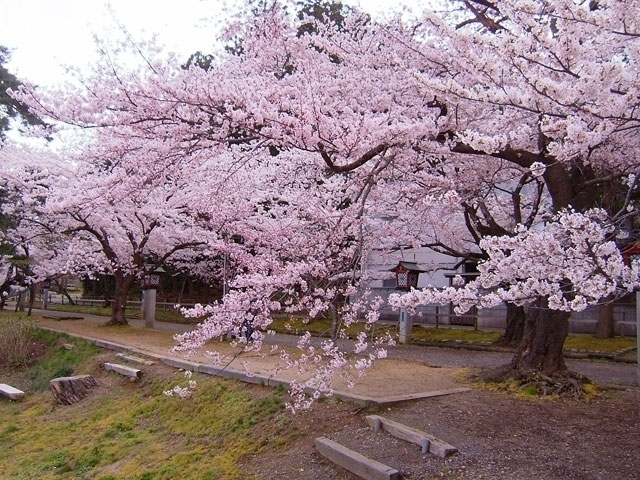 弥彦公園の桜 花見特集21