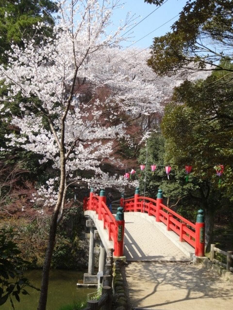 高岡古城公園の桜 花見特集21
