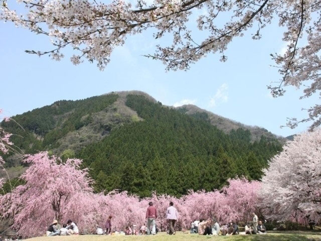 竹田地区のシダレザクラ 花見特集21