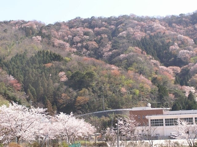 神子の山桜 花見特集21