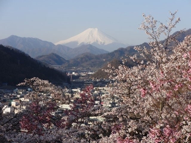 真木お伊勢山の桜 花見特集21