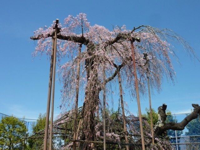 神田の大イトザクラ 花見特集21