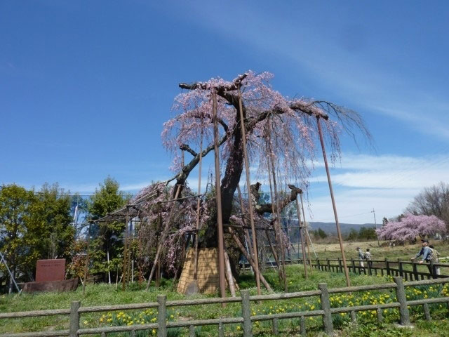 神田の大イトザクラ 花見特集21