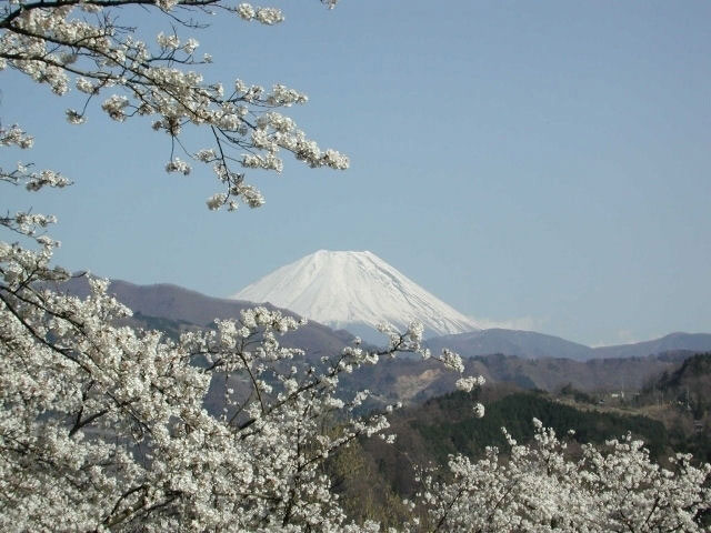 大法師公園の桜 花見特集21