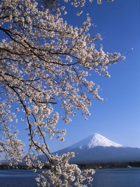 河口湖畔の桜 花見特集22