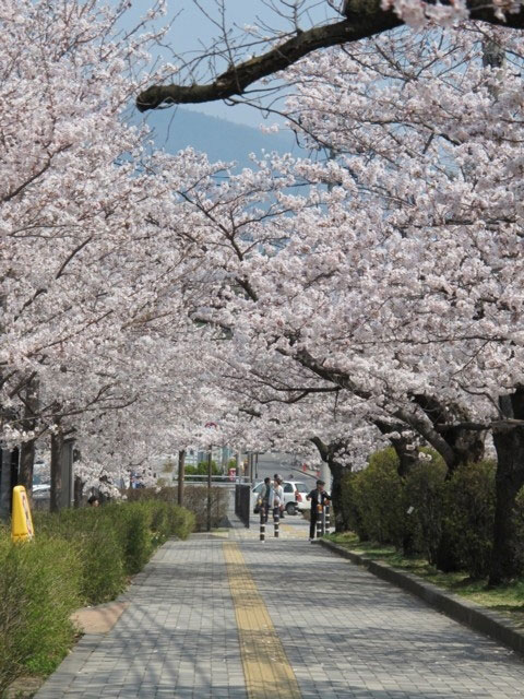 城山公園 長野県 の桜 花見特集21