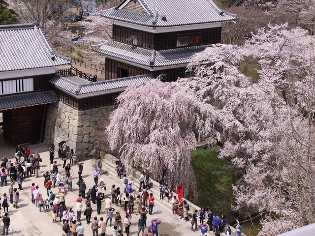 上田城跡公園の桜 花見特集21