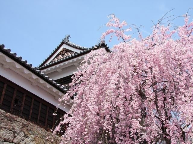 上田城跡公園の桜 花見特集21