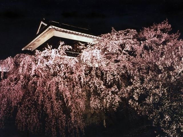 上田城跡公園の桜 花見特集21