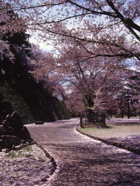 小諸城址 懐古園の桜 花見特集21