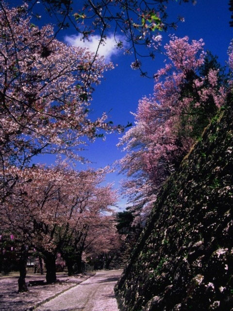 小諸城址 懐古園の桜