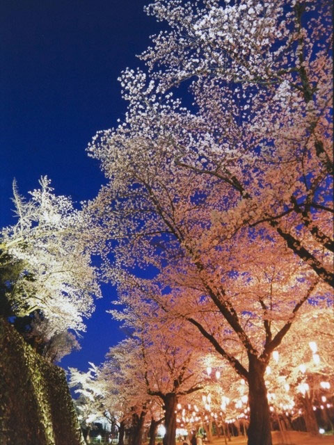 小諸城址 懐古園の桜 花見特集21