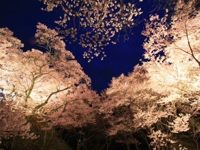 高遠城址公園の桜 花見特集21