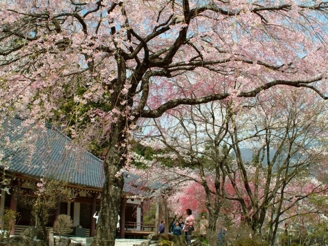 光前寺のシダレザクラ 花見特集21