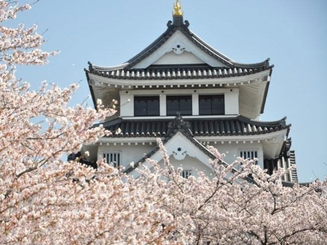 墨俣一夜城 犀川堤の桜 花見特集21