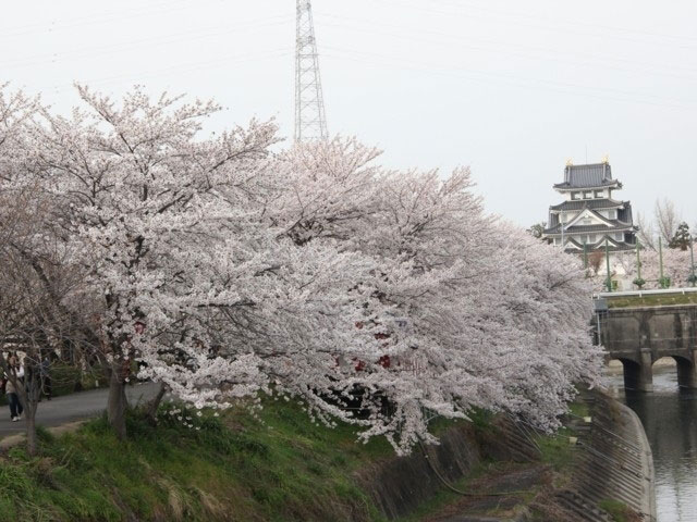 墨俣一夜城 犀川堤の桜 花見特集21