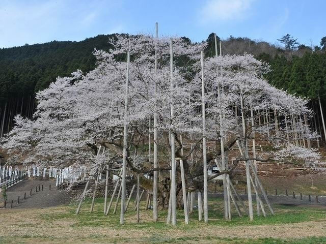 根尾谷淡墨桜 花見特集21